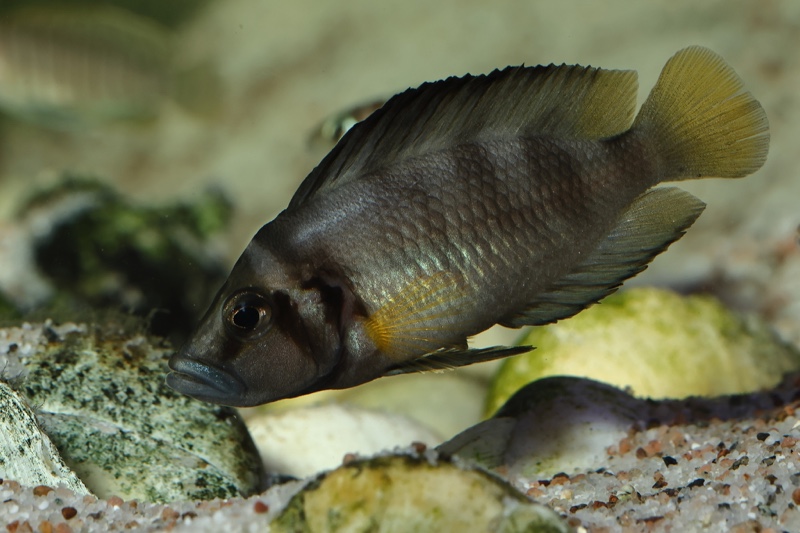 Altolamprologus sp. 'compressiceps shell' Sumbu